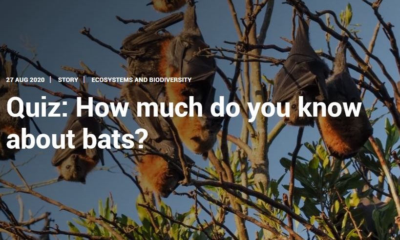 Quiz | How much do you know about bats? – Geneva Environment Network