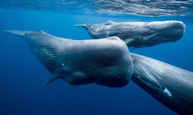 Wednesdays for the Planet |  The Song of the Sperm Whale – Geneva Environment Network